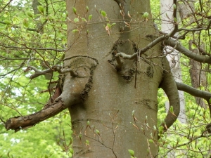 дерево 